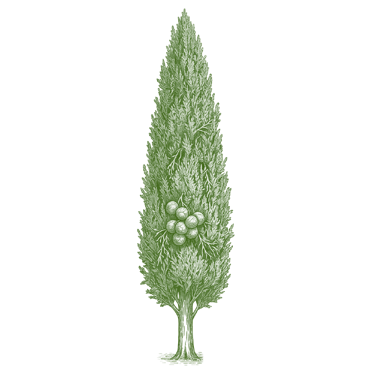 Cypress