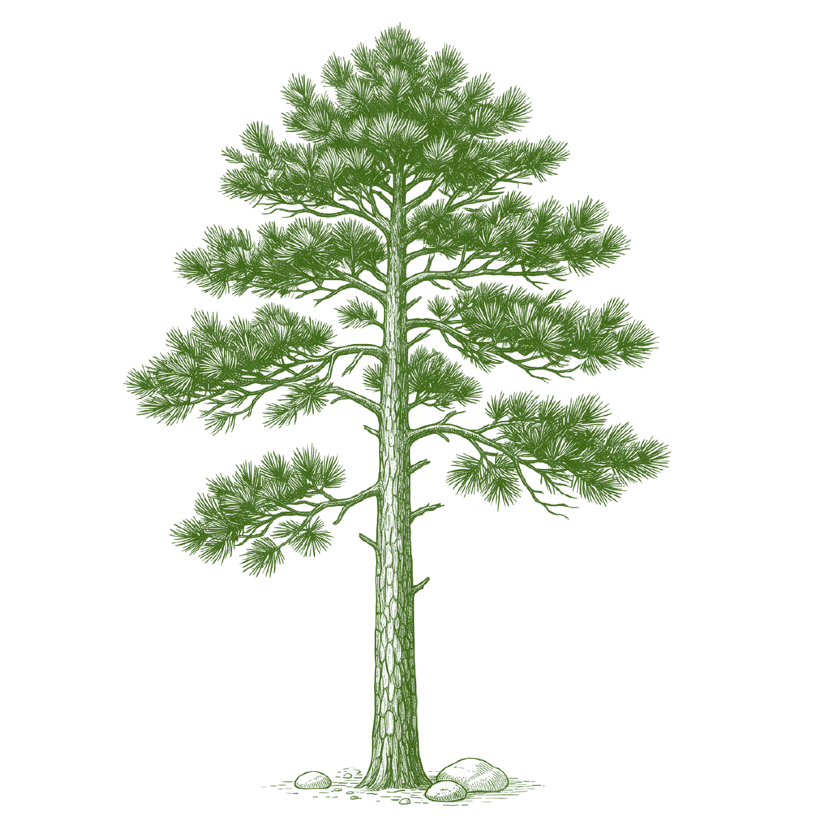 Black pine