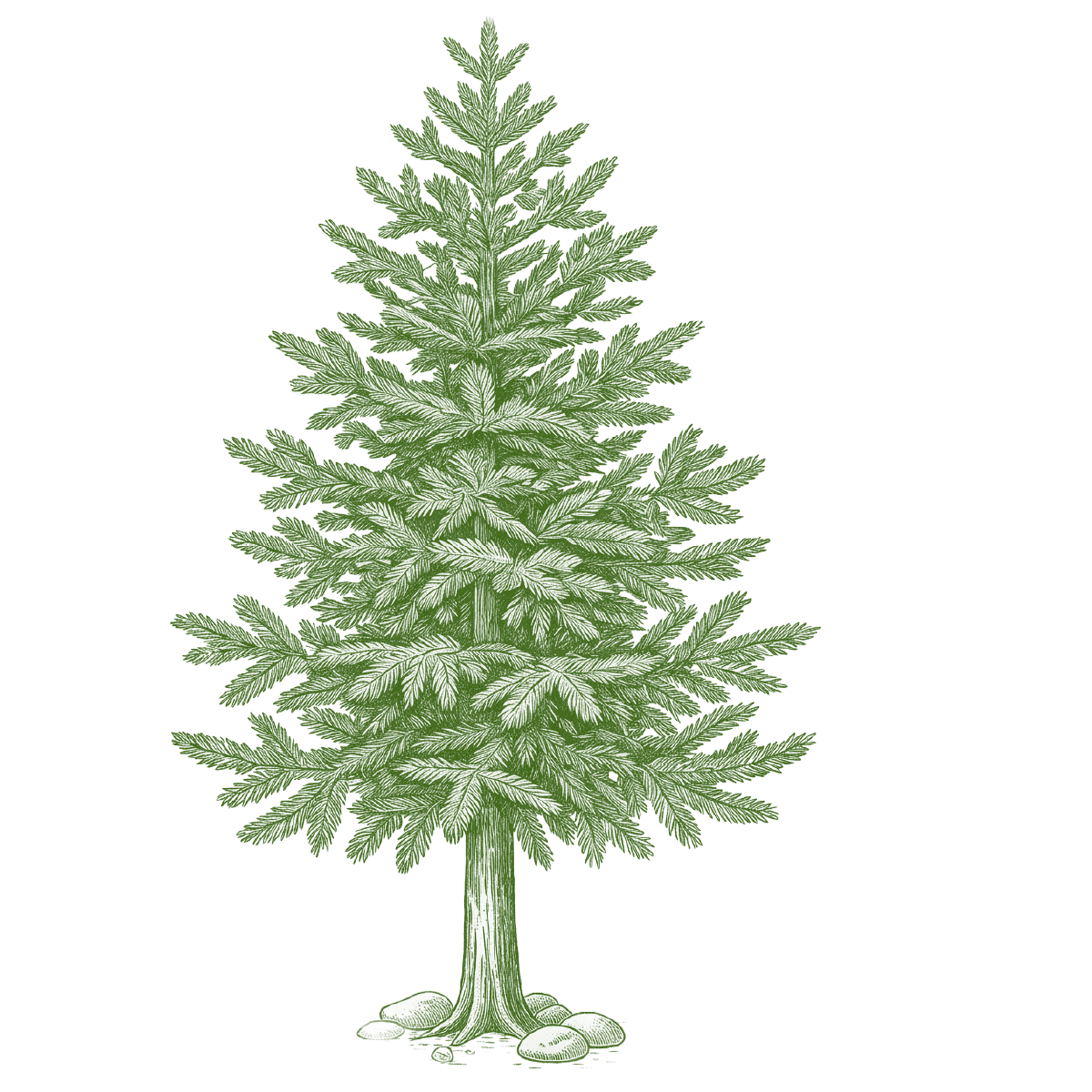 King Boris Fir
